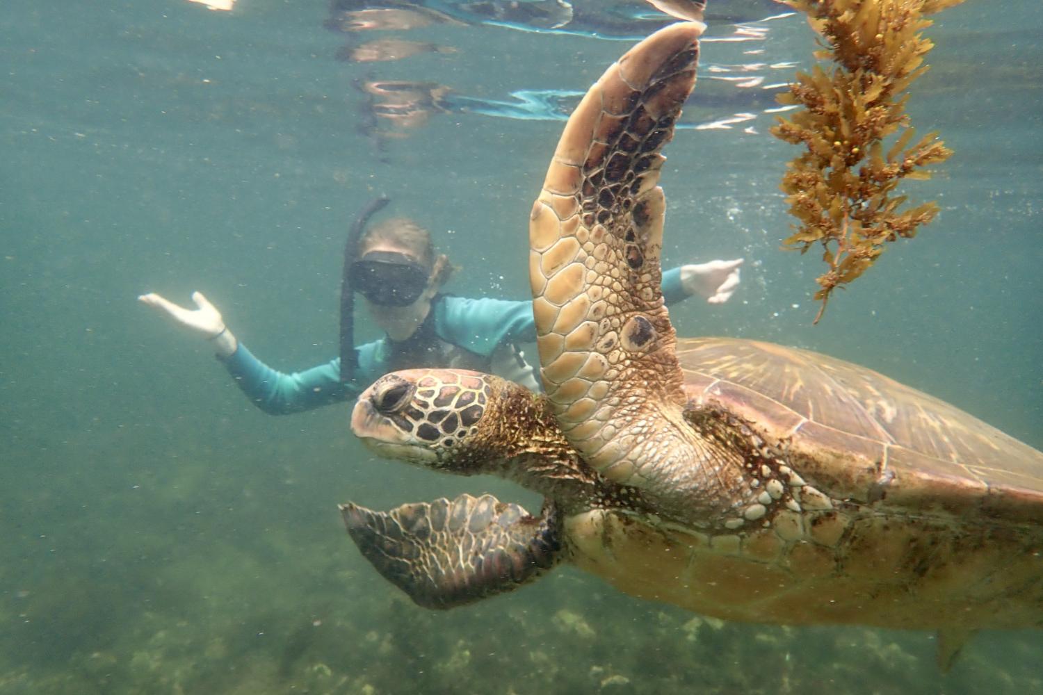 一名<a href='http://jrwn.ngskmc-eis.net'>博彩网址大全</a>学生在Galápagos群岛游学途中与一只巨龟游泳.